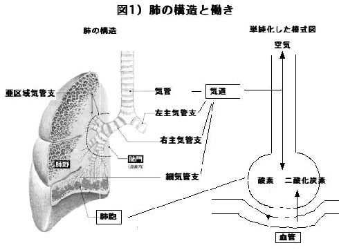 図1) 肺の構造と働き